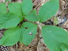 Styrax grandifolius
