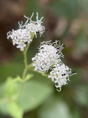 Ageratina aromatica