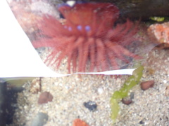 Actinia equina