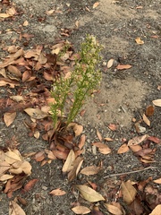 Erigeron sumatrensis