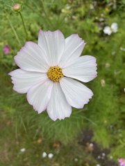 Cosmos bipinnatus