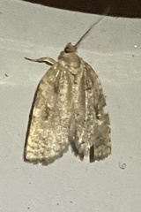 Choristoneura fumiferana