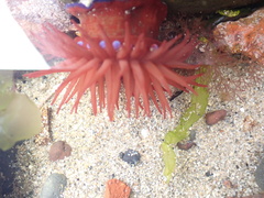 Actinia equina