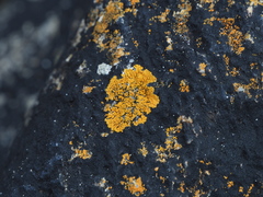 Variospora thallincola