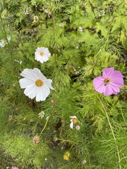 Cosmos bipinnatus