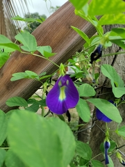 Clitoria ternatea