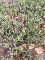 Carpobrotus chilensis