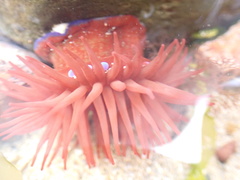 Actinia equina