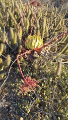 Bergerocactus emoryi