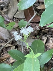 Ageratina aromatica