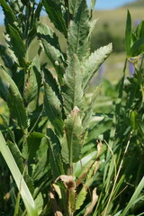 Veronica spuria