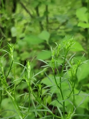 Falcaria vulgaris