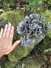 Peltigera canina