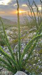 Fouquieriaceae