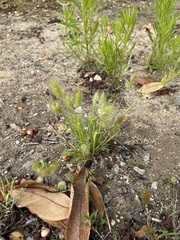 Polypogon monspeliensis