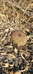 Mammillaria dioica dioica