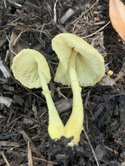 Leucocoprinus birnbaumii