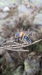 Lluciapomaresius stalii