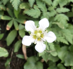 Parnassia fimbriata