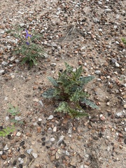 Nyctaginia capitata