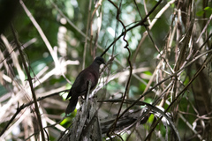 Nesoenas picturatus