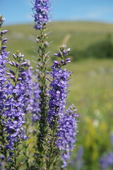 Veronica spuria