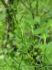 Falcaria vulgaris