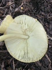 Leucocoprinus birnbaumii