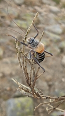 Lluciapomaresius stalii