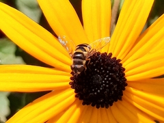 Eristalis transversa
