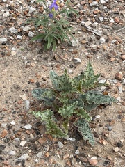Nyctaginia capitata
