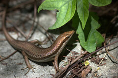 Trachylepis sechellensis