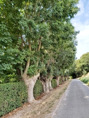 Fraxinus excelsior