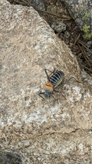 Lluciapomaresius stalii