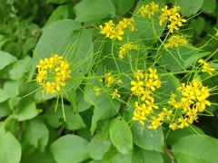 Sisymbrium strictissimum