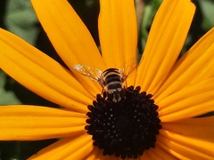 Eristalis transversa