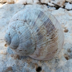 Helix schlaeflii