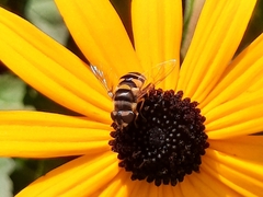Eristalis transversa