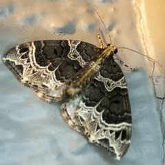 Ecliptopera silaceata