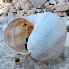 Helix schlaeflii