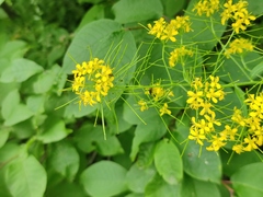 Sisymbrium strictissimum