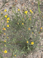 Xanthisma spinulosum