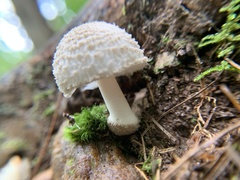 Amidella