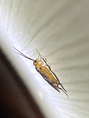 Symphyta