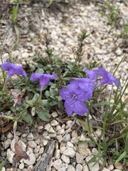 Ruellia