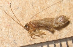Hemerobiidae