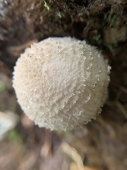 Amidella