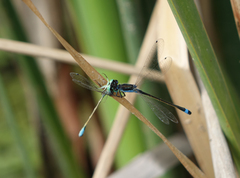 Ischnura fountaineae