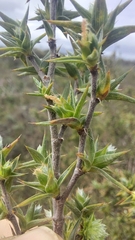 Cliffortia ruscifolia