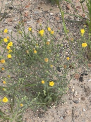 Xanthisma spinulosum